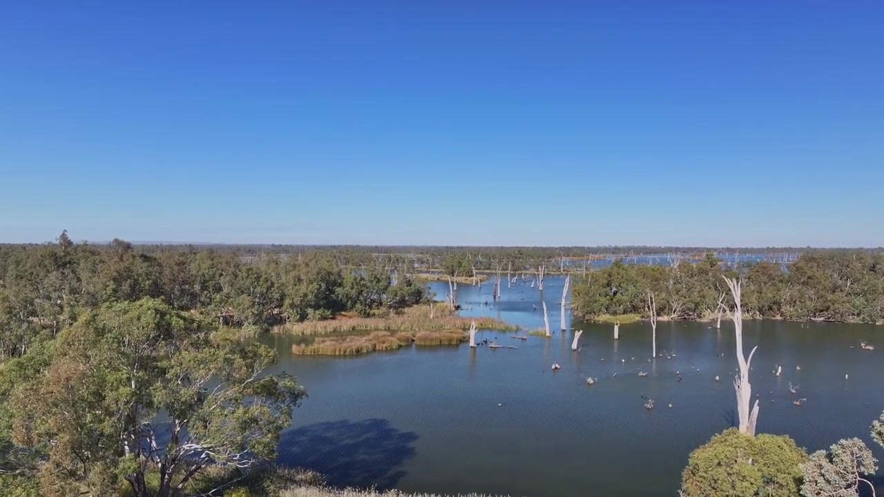 Drone stiger op over bredden af Lake Mulwala og afslører døde træer og øer.
