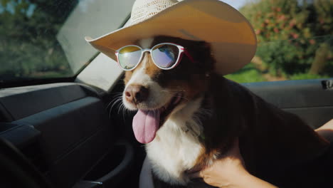 The-Dog-Travels-With-The-Owner-In-The-Car-The-Pet-Is-Wearing-Sunglasses