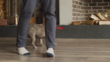 Bulldog-Dog-With-A-Frisbee-In-His-Mouth-While-Walking-In-The-Living-Room-At-Home-1