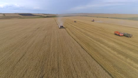 aerial view - wheat harvesting