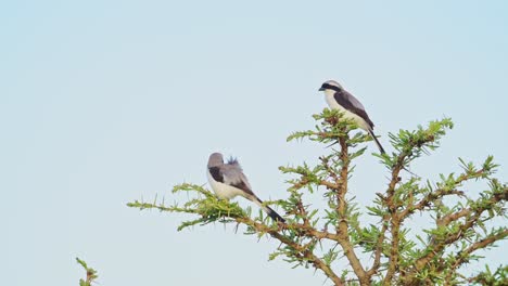 grey backed fiscal shrike bird perching on bush in africa, african birds perching on branches of bushes on wildlife safari in masai mara, kenya with blue sky, maasai mara birdlife