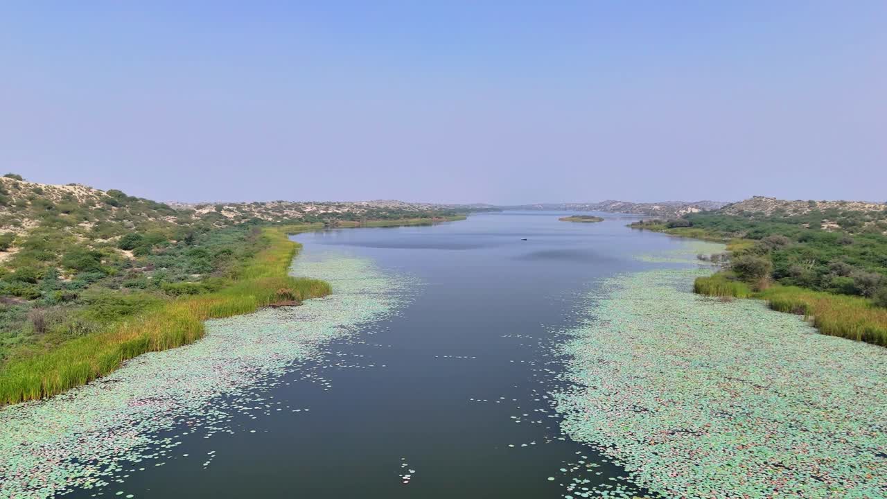 Piante nel Lago Botar. Habitat vegetale.