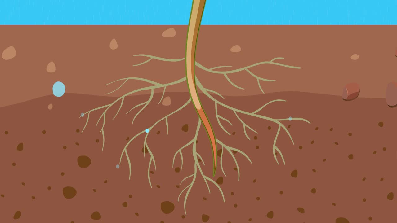 식물 성장과 빛 상호 작용의 애니메이션