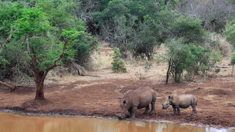 Mother-and-baby-White-Rhinos-come-to-a-muddy-pond-to-drink,-Thanda