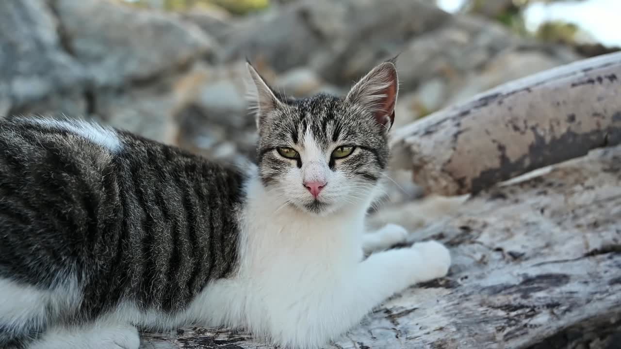 Gatto sdraiato sulle rocce in Grecia. Slow motion