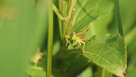 Cerca-De-Un-Saltamontes-Jugando-Sobre-Sus-Piernas