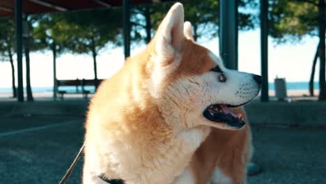 akita inu dog turning the neck from right to left watchful to what is happening