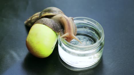 big brown snail crawls from the jar of water to the green leaf on the table in the room. close-up