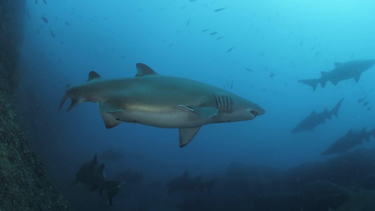 varios tiburones nadan sin esfuerzo a través del agua azul clara de un afloramiento rocoso