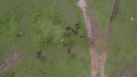 abajo de la parte superior de un grupo de búfalos caminando en la tierra de hierba en sumba indonesia, aérea