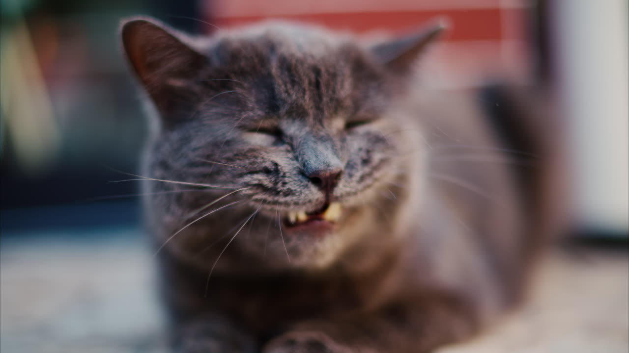 Close up of a British Shorthair cat with orange eyes yawning on a blurred background