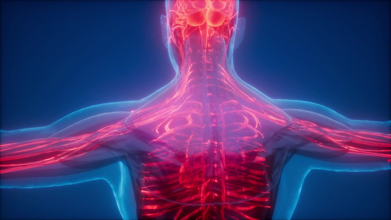 vasos sanguíneos del cuerpo humano