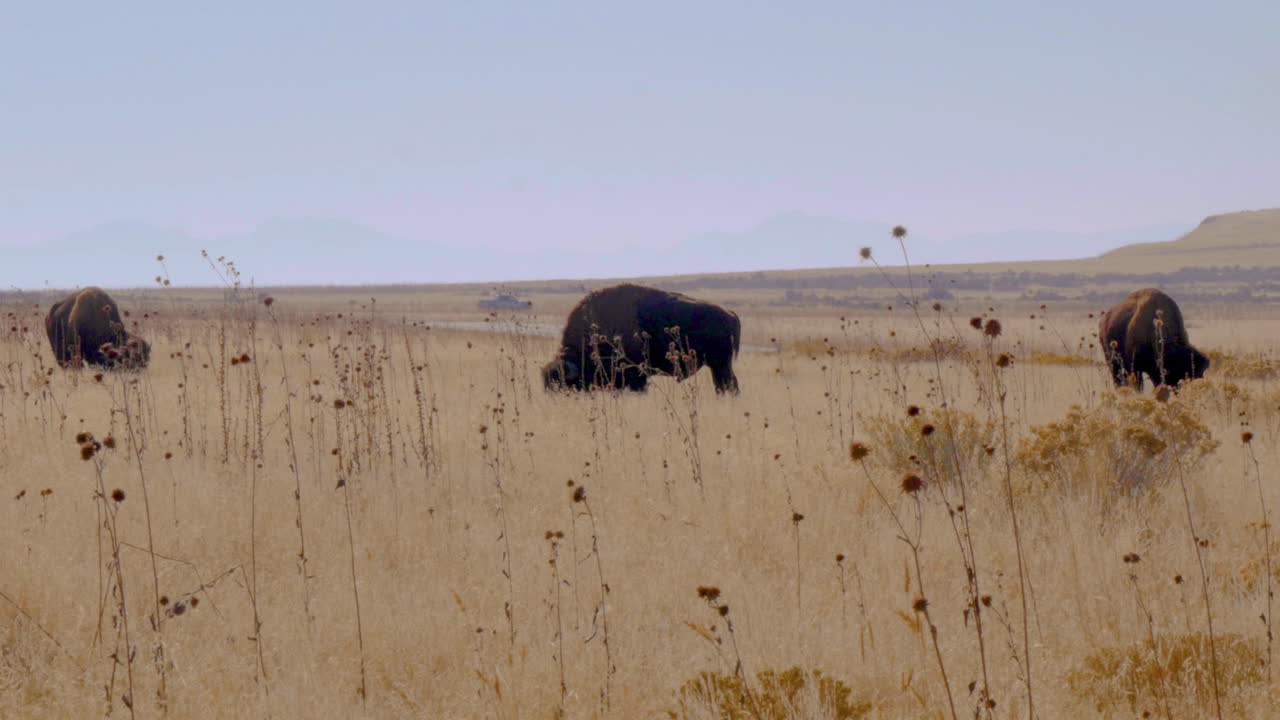 A group of three American bison or buffalo on the grasslands of Antelope Island Utah