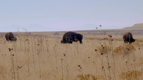 a group of three american bison or buffalo on the grasslands of antelope island utah