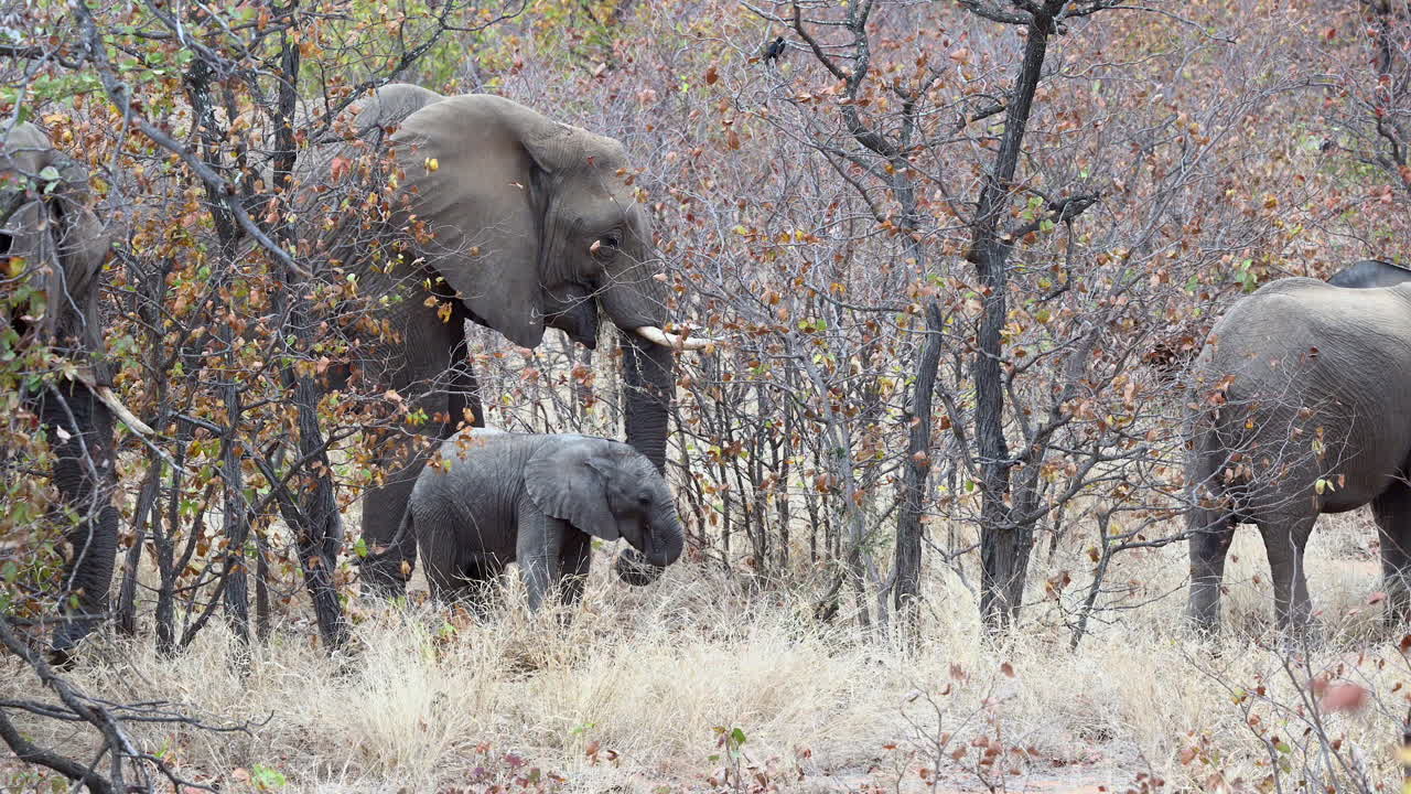 삼림 지대에 서있는 작은 송아지와 함께 아프리카 코끼리 가족, 가을 색으로 나뭇잎