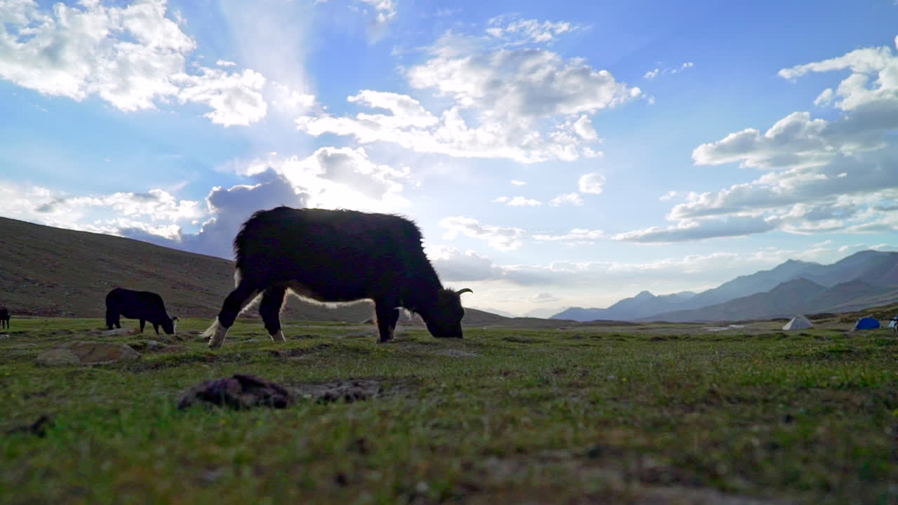 Mucca indiana che bruca l'erba ad alta quota, pascolando sotto il cielo blu e nuvoloso accanto a un campo tendato in montagna
