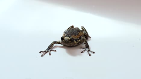 a thai bullfrog slowly moves across a well-lit white surface, showcasing its unique texture and movement