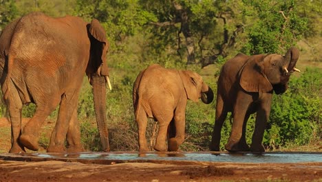 a herd of elephants passing by a waterhole and drinking before walking out the frame