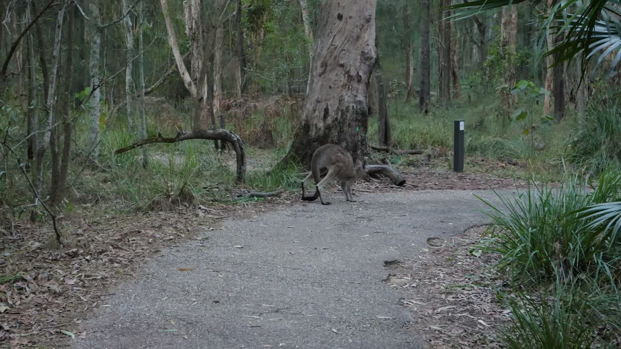 Eastern Grey kangaroo on forest trail, Coombabah Lake Conservation Park, Gold Coast, Queensland