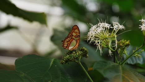 Wild-butterfly-sitting-on-green-flower,-handheld-motion-view