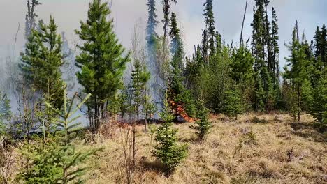 Close-up-of-fire-breakout-at-pine-tree-forest-during-Alberta-wildfires,-Canada,-2023