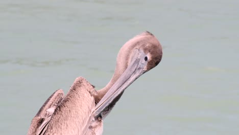 plumas de aseo de pelícano pardo