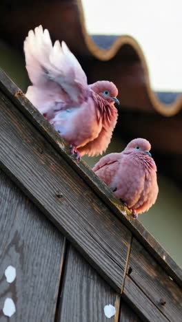 dos pájaros rosados en una valla de madera