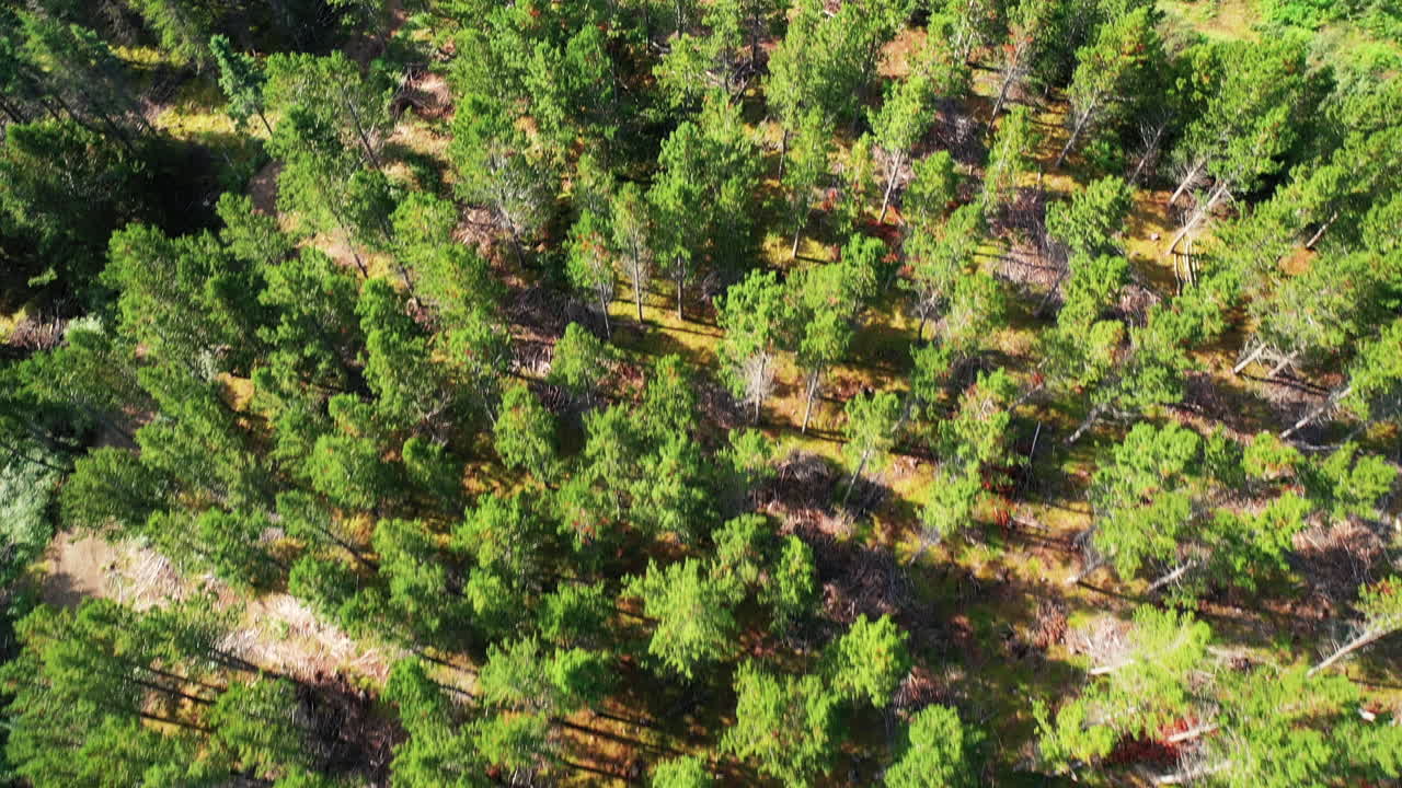 exuberante bosque bajo la cálida luz del sol en el oeste de islandia