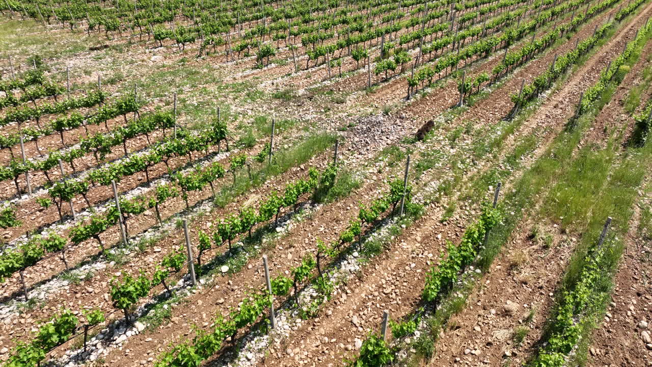 Vineyard in spring filmed with a drone