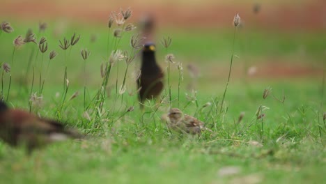 sparrow hops in slow motion around flock of myna birds in tall grass