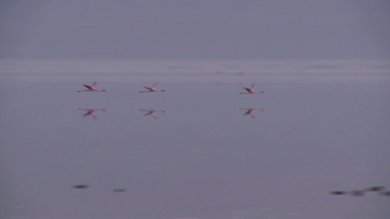 케냐 나쿠루 호수 위를 나는 플라밍고