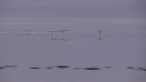 Flamencos-Volando-Sobre-El-Lago-Nakuru,-Kenia