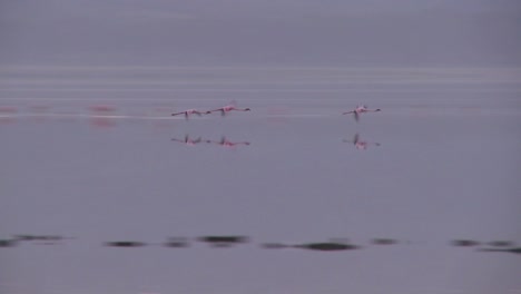 flamencos volando sobre el lago nakuru kenia