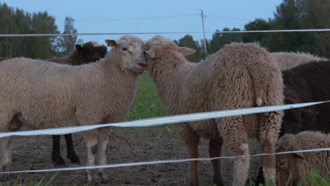twee schapen knuffelen in de schemering