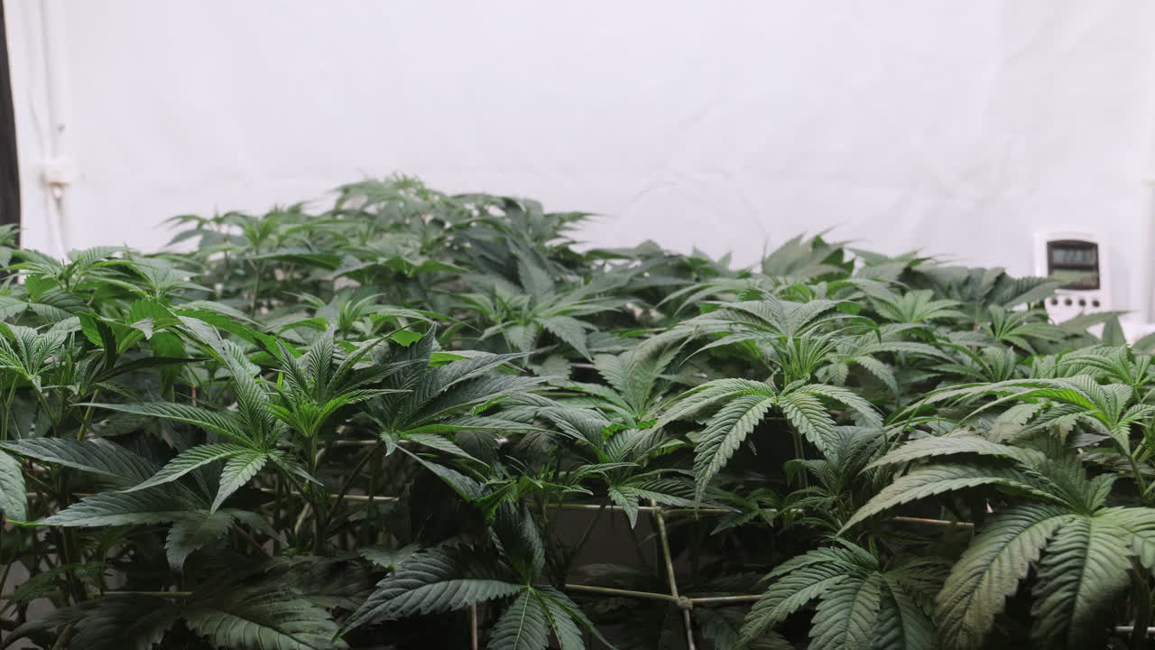 un disparo de una planta de cannabis que crece en una tienda de cultivo