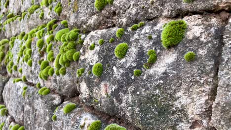 Moos-Wächst-Auf-Der-Alten-Backsteinmauer-Des-Schlosses-In-Deutschland