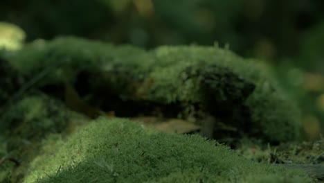 slow motion handheld footage of moss covered tree on the forest floor