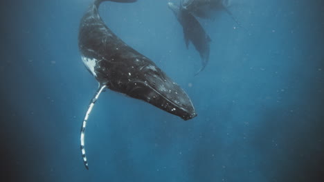 grey black humpback whale gracefully raises head and pectoral fins to surface of water in a roll