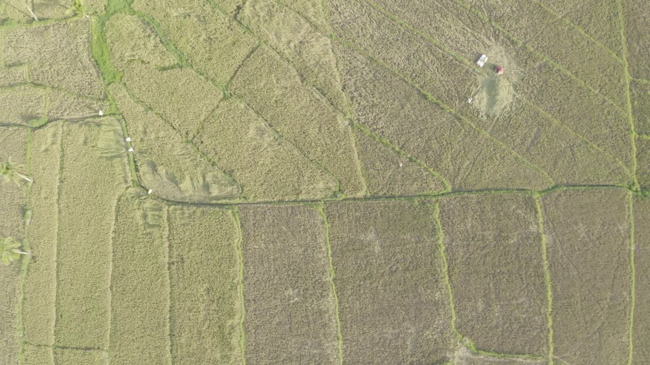 agricultores locales cosechando arroz en los campos durante la temporada de cosecha en filipinas