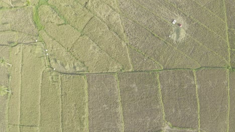 Local-Farmers-Harvesting-Rice-Crops-On-Fields-During-Harvest-Season-In-The-Philippines