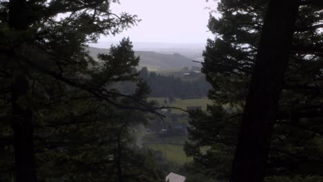foggy view of the country between two pine trees