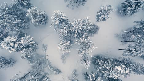 beautiful snow scene forest in winter. flying over of pine trees covered with snow.