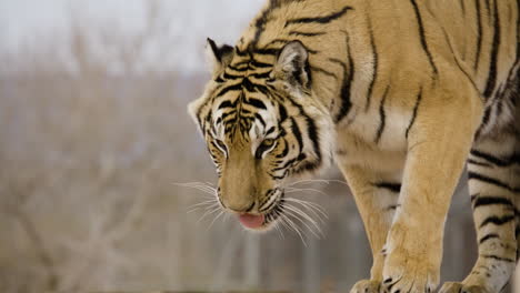 close up of a siberian tiger looking down