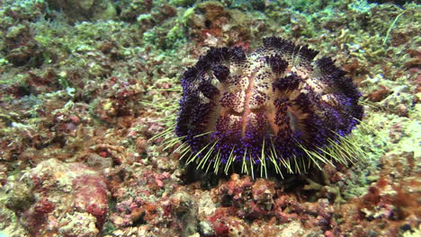 underwater shot of magnificent fire urchin slowly moving sidewards on sandy bottom with pebbles