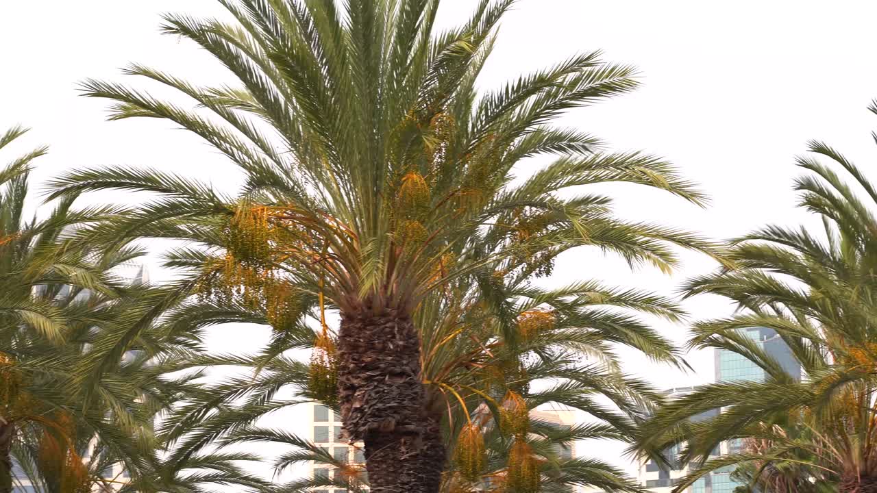 Close up pan shot of beautiful green and yellow palm trees with windy breezing through and moving the branches and leaves around in the air - 4K