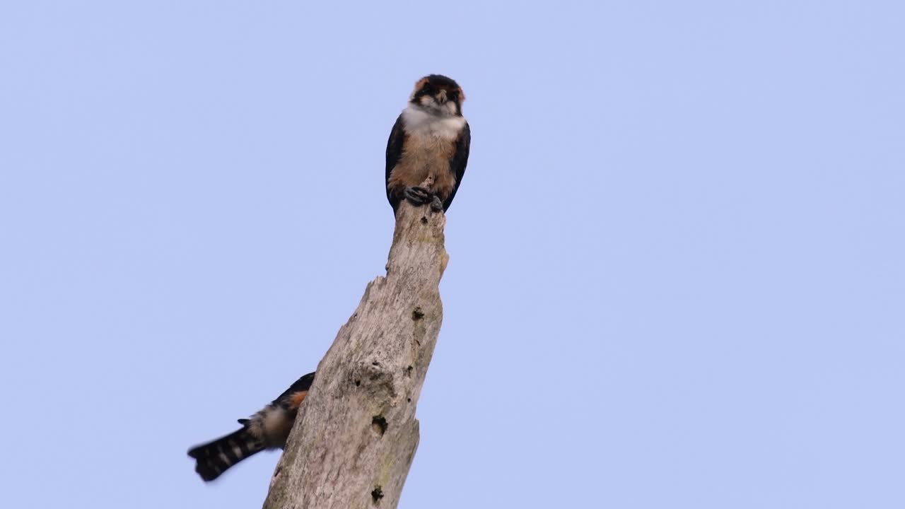 el falconet de muslo negro es una de las aves rapaces más pequeñas que se encuentran en los bosques de algunos países de asia
