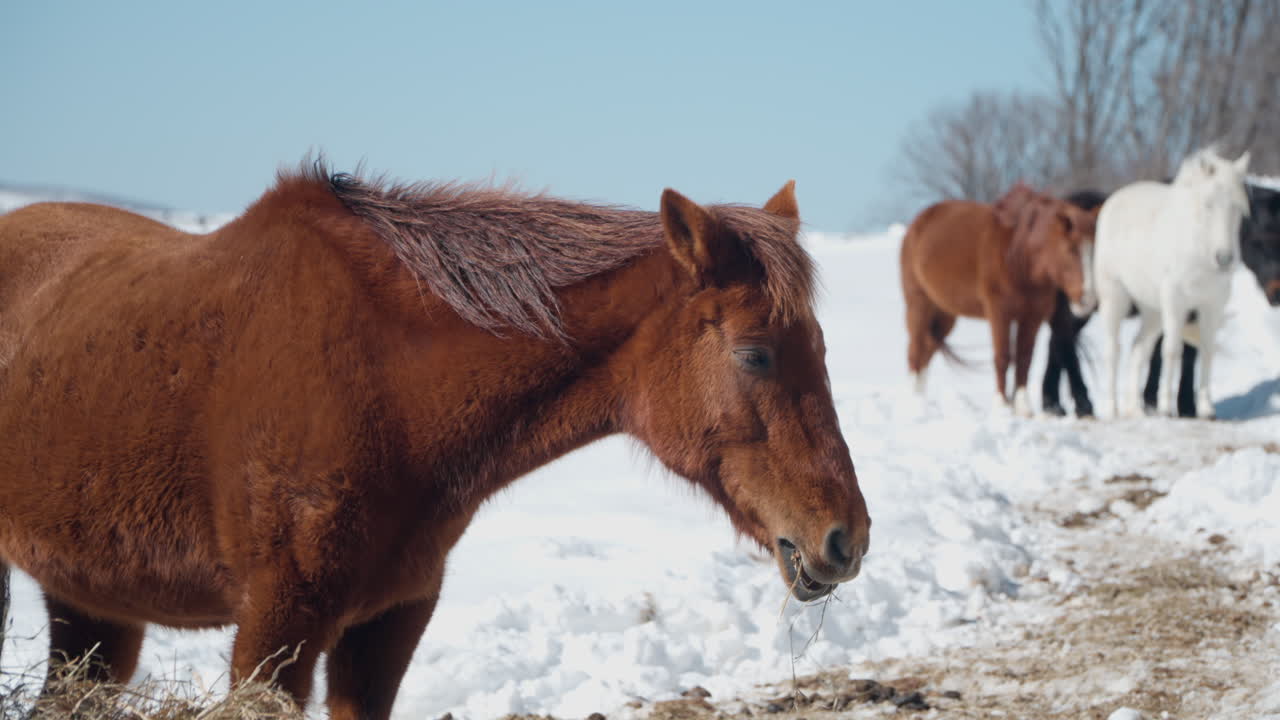 caballo comiendo cabeza de heno seco en primer plano en el rancho de nieve de daegwallyeong en invierno
