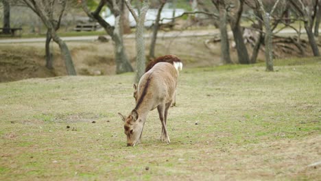 Un-Par-De-Jóvenes-Ciervos-Pastando-En-La-Hierba-Verde-En-El-Parque-Público-De-Nara,-Nara-Japón