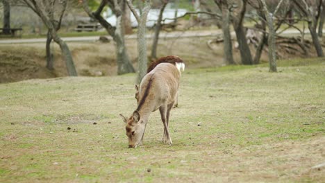 a pair of young deer grazing on the green grass in nara public park, nara japan