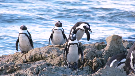 african penguins on rocks near the ocean